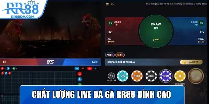 Chất lượng live đá gà RR88 đỉnh cao